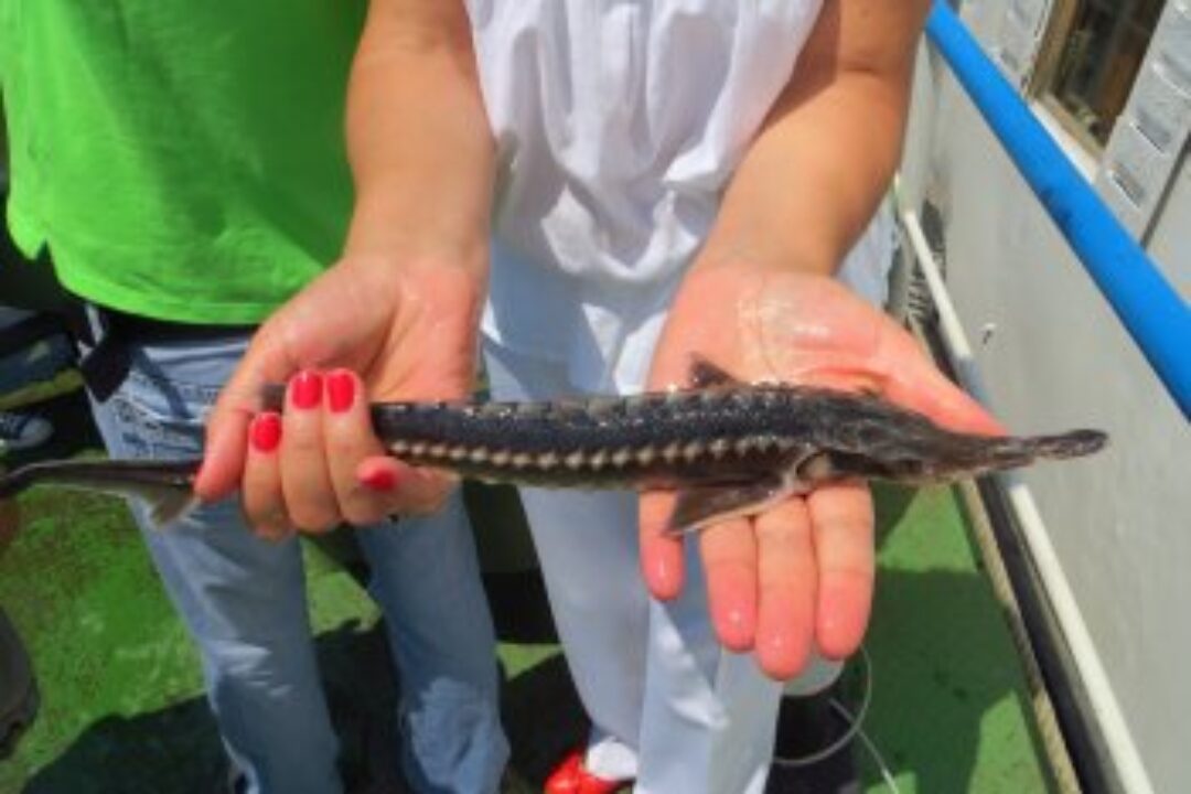 Saving the Danube ´Dinosaur´