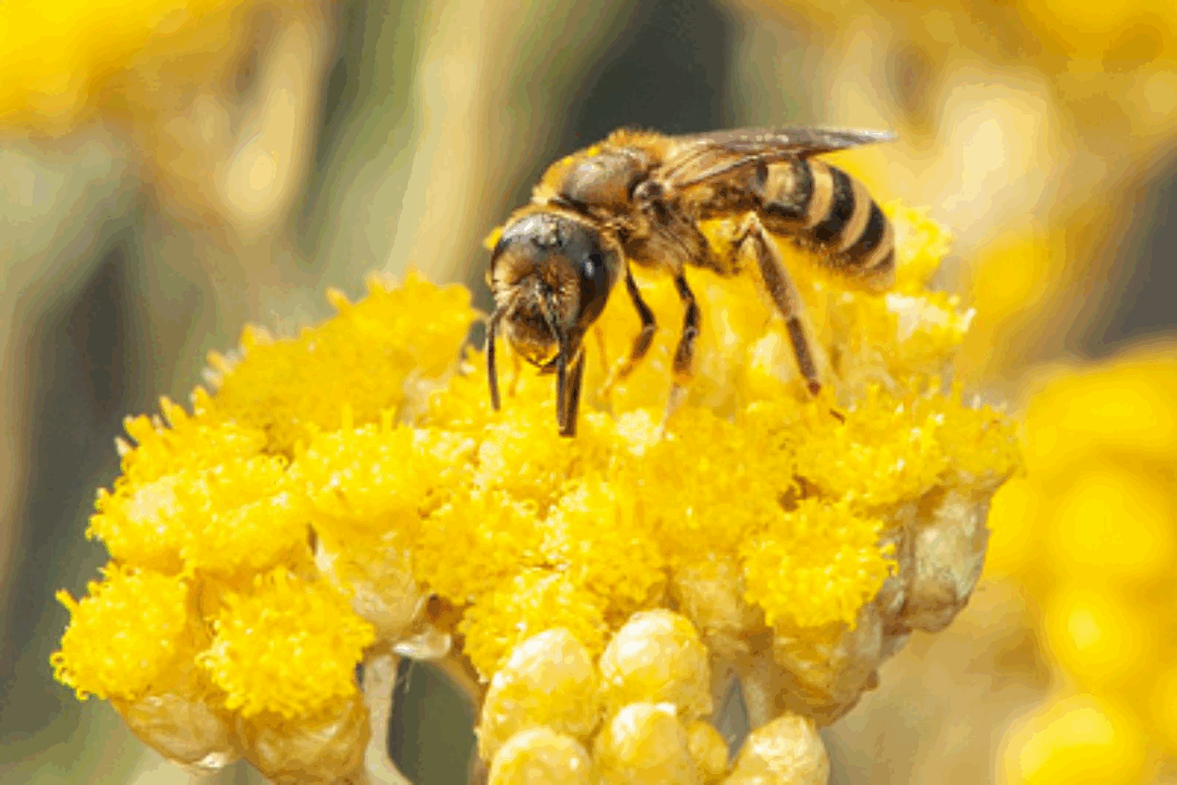 EU Biodiversity Strategy for 2030