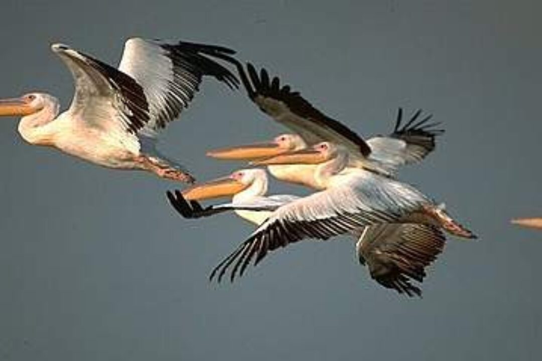 Protecting Life in the Danube Region