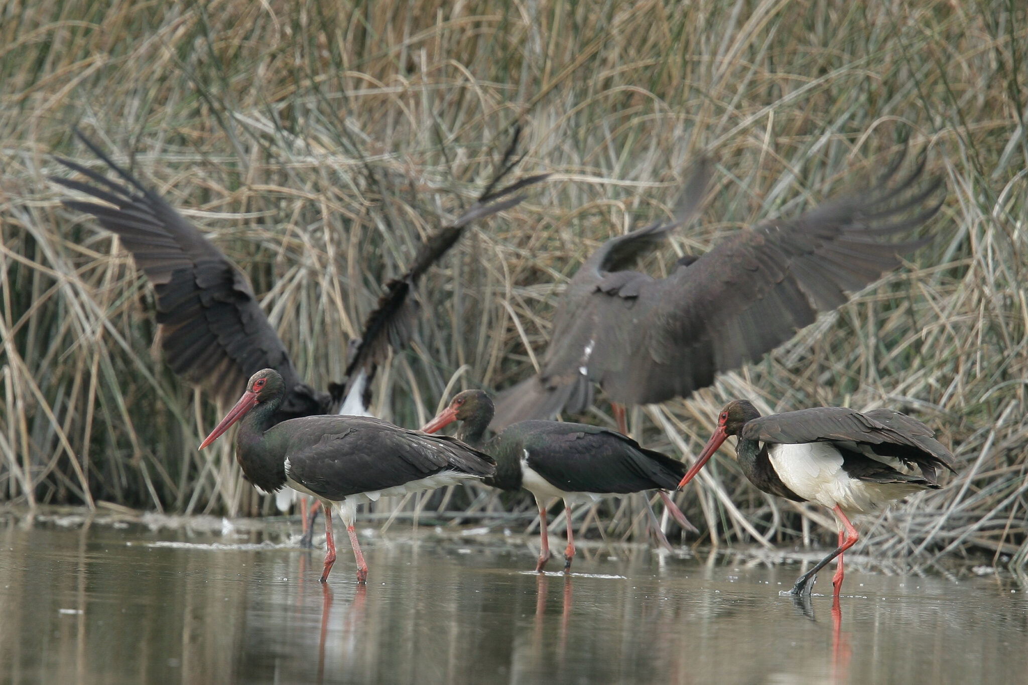 EUSDR10 Securing & developing biodiversity in the Bavarian Danube